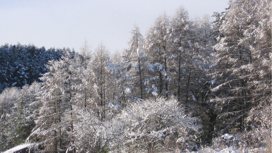 年末年始休業のお知らせ　2025-2026